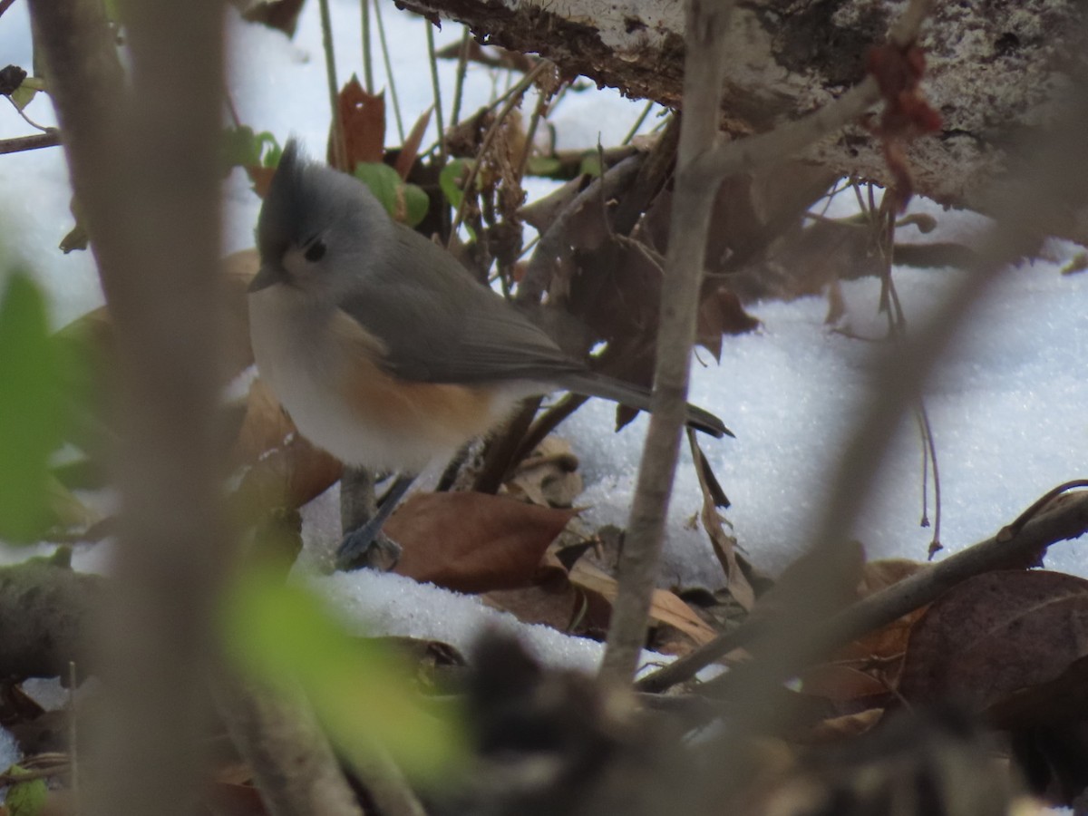 Tufted Titmouse - ML646363056