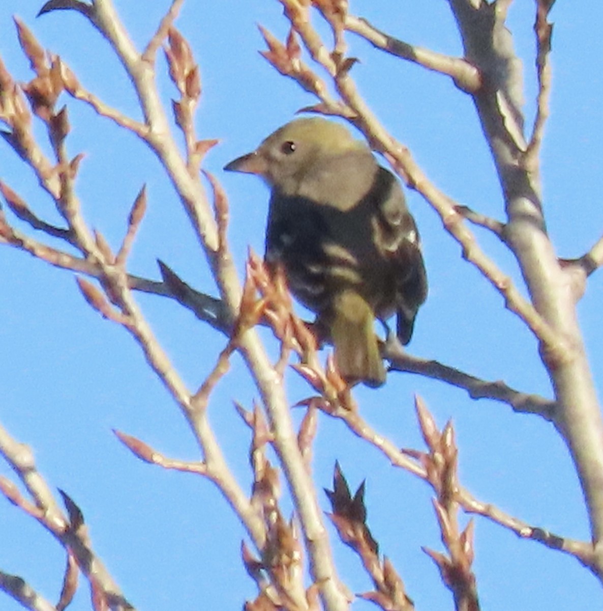 Western Tanager - ML646363061