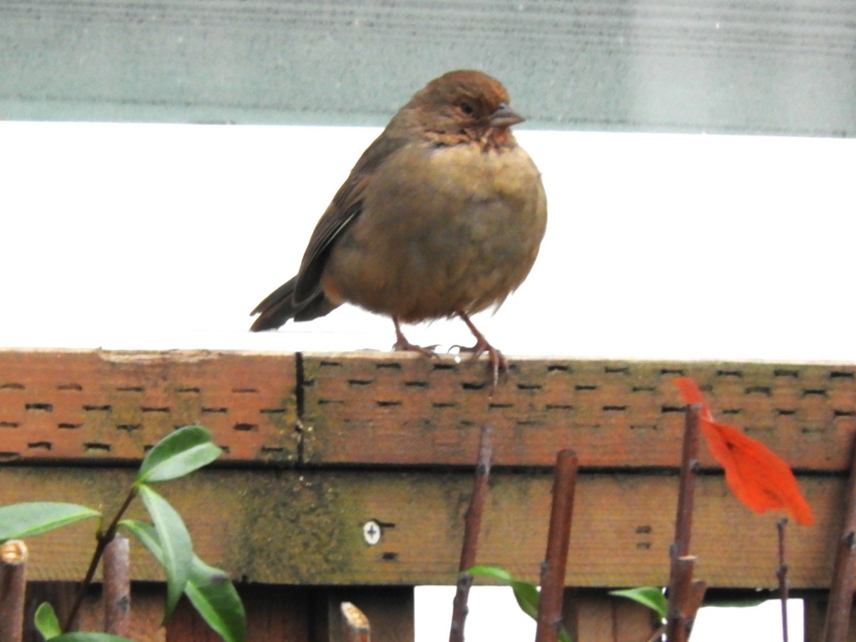 California Towhee - ML646363062