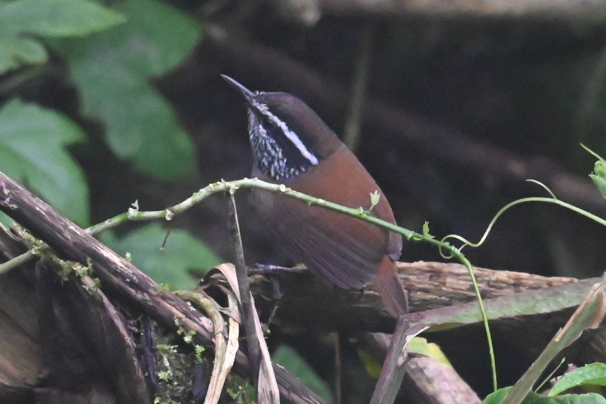 Gray-breasted Wood-Wren - ML646363066