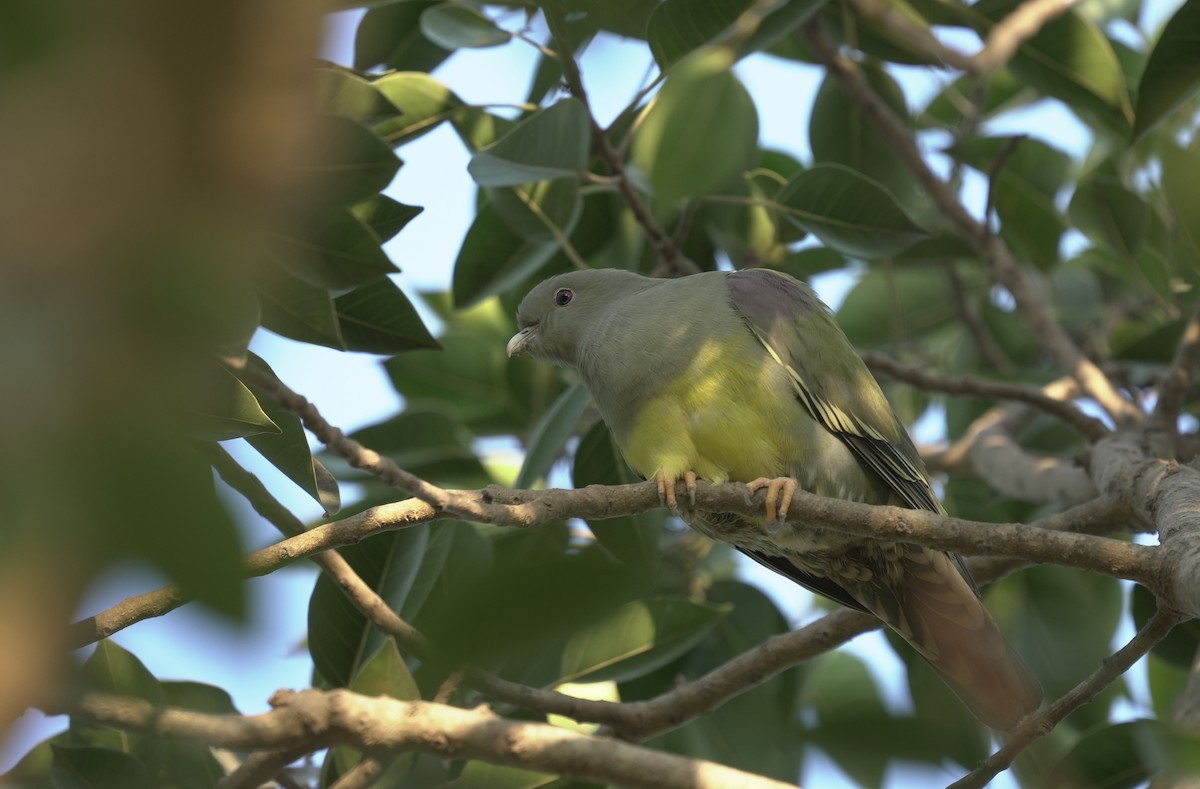 キバラアオバト - ML646363068