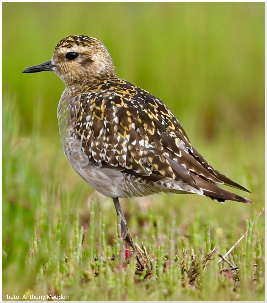 Pacific Golden-Plover - ML646363070