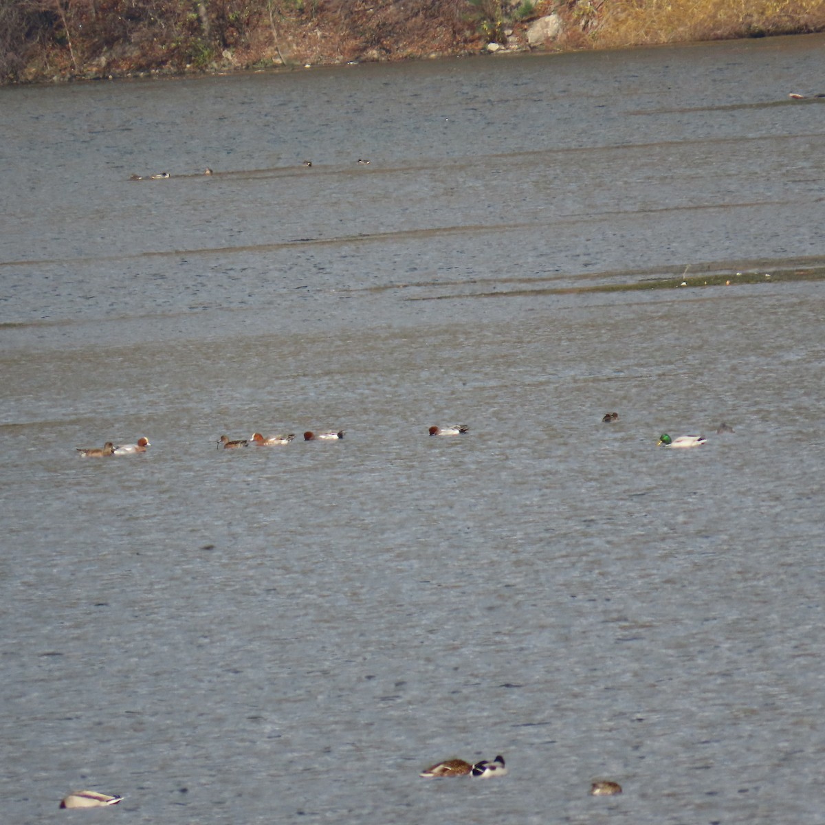 Eurasian Wigeon - ML646363071
