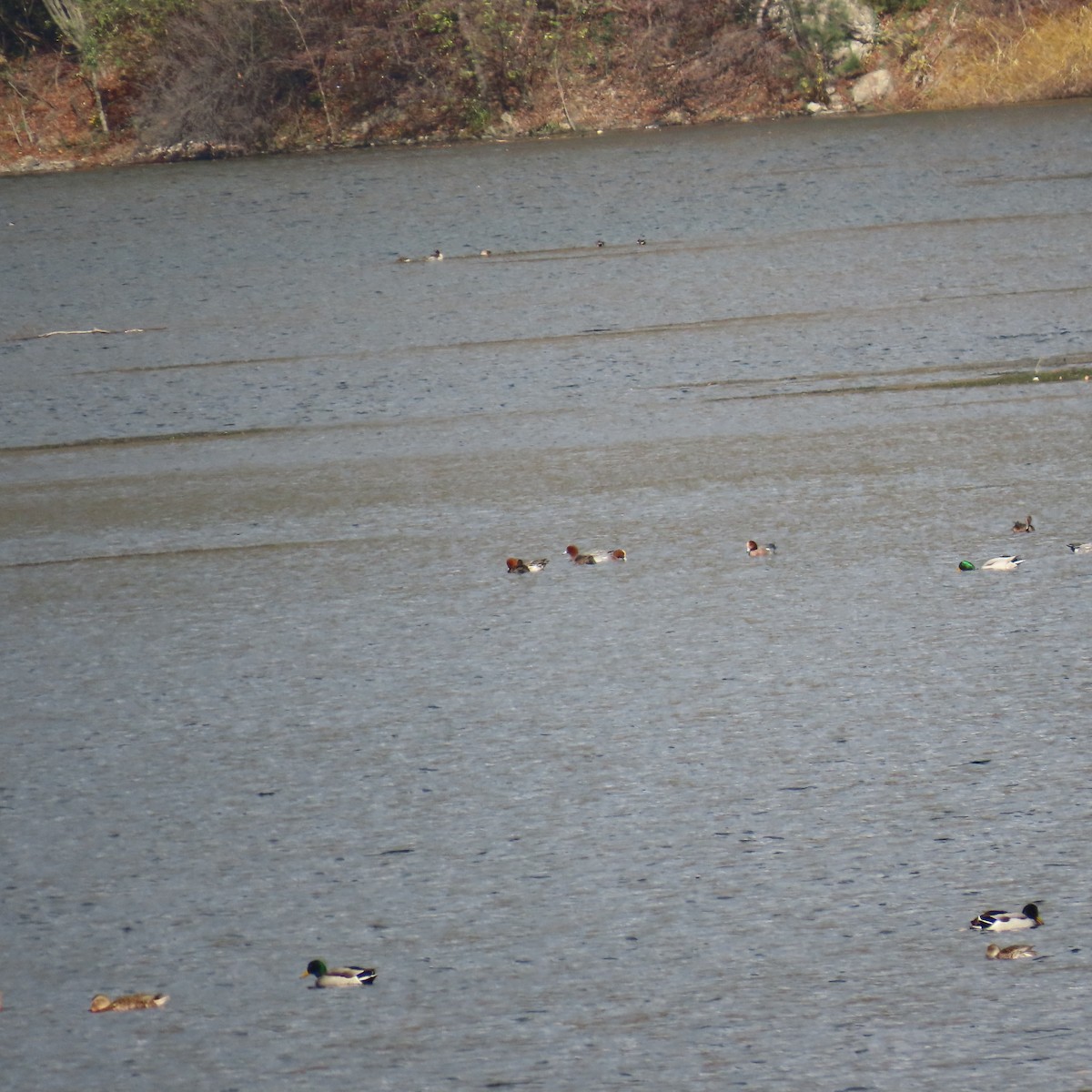 Eurasian Wigeon - ML646363072