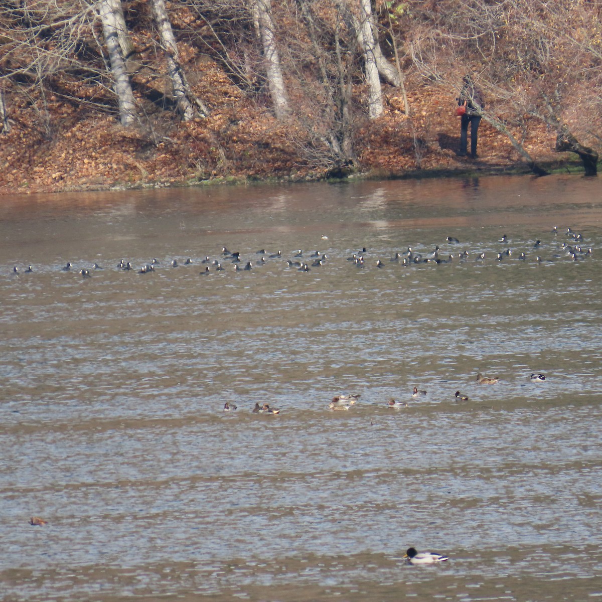 Eurasian Wigeon - ML646363073