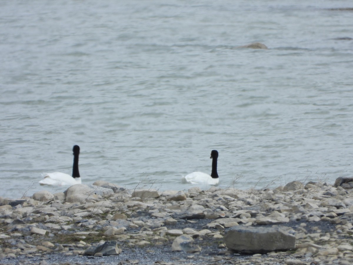 Black-necked Swan - ML646363074