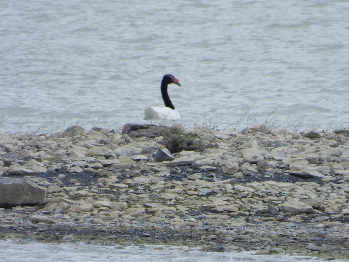 Black-necked Swan - ML646363075