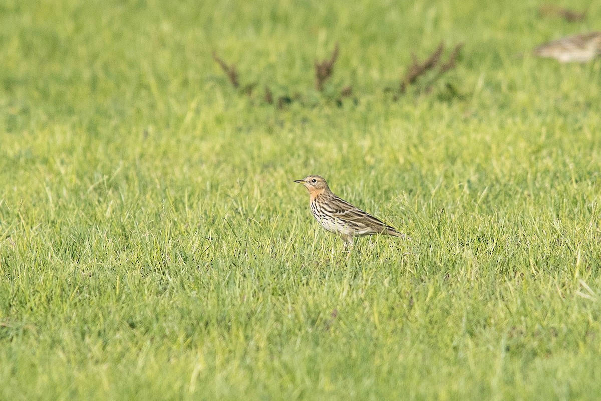 Red-throated Pipit - ML646363076