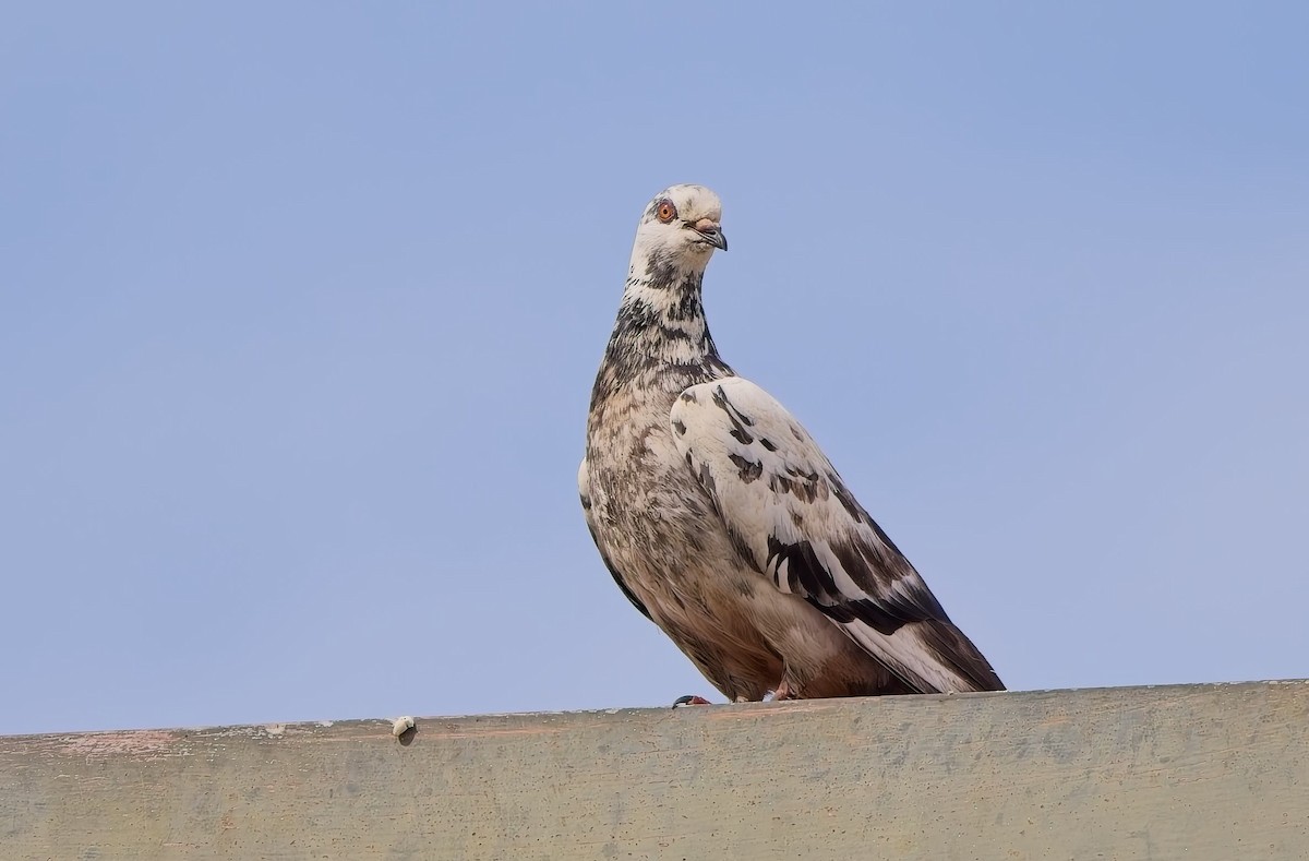 Rock Pigeon (Feral Pigeon) - ML646363077