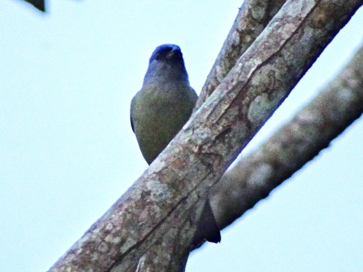 Yellow-winged Tanager - ML646363078