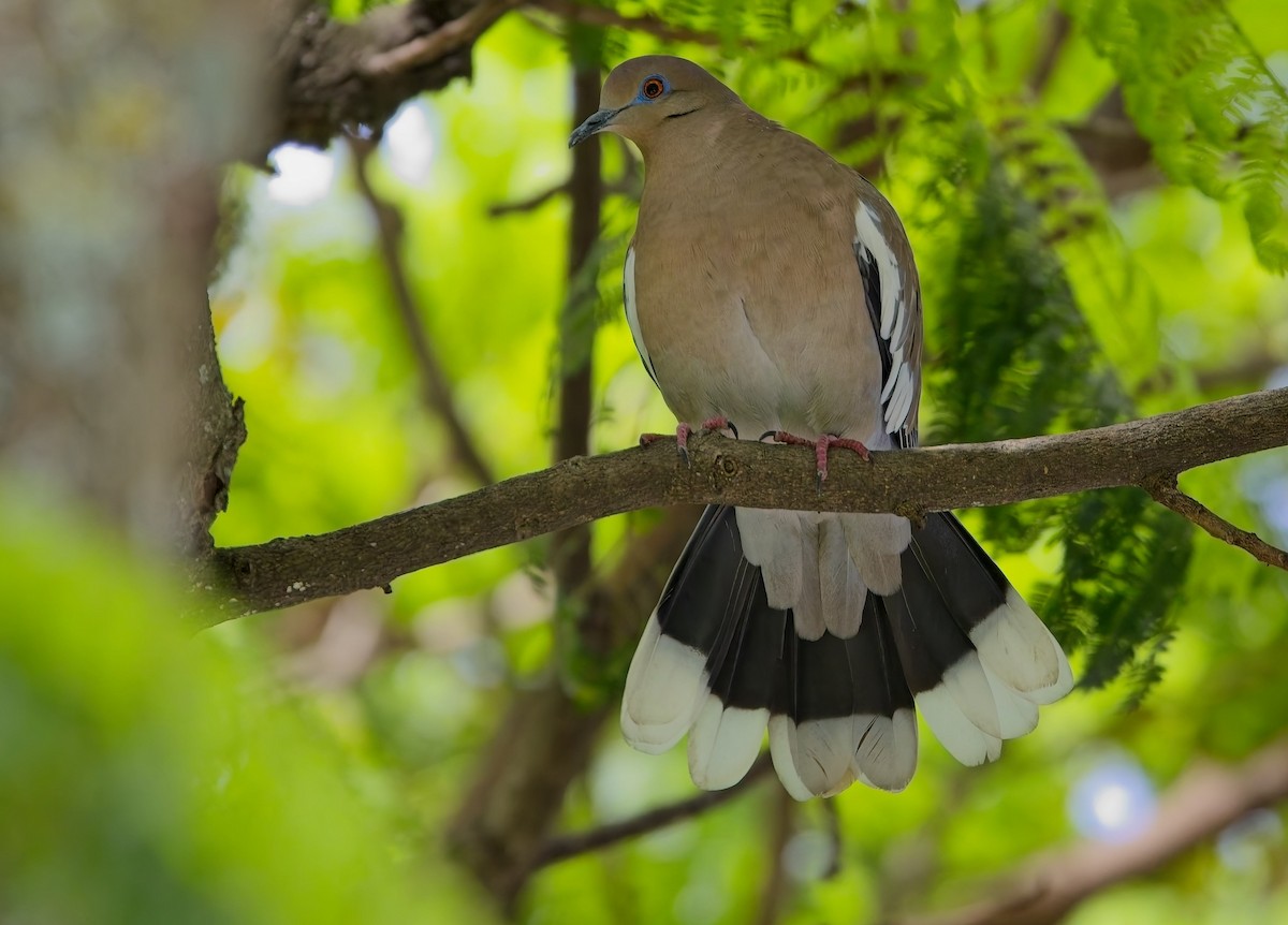 White-winged Dove - ML646363082