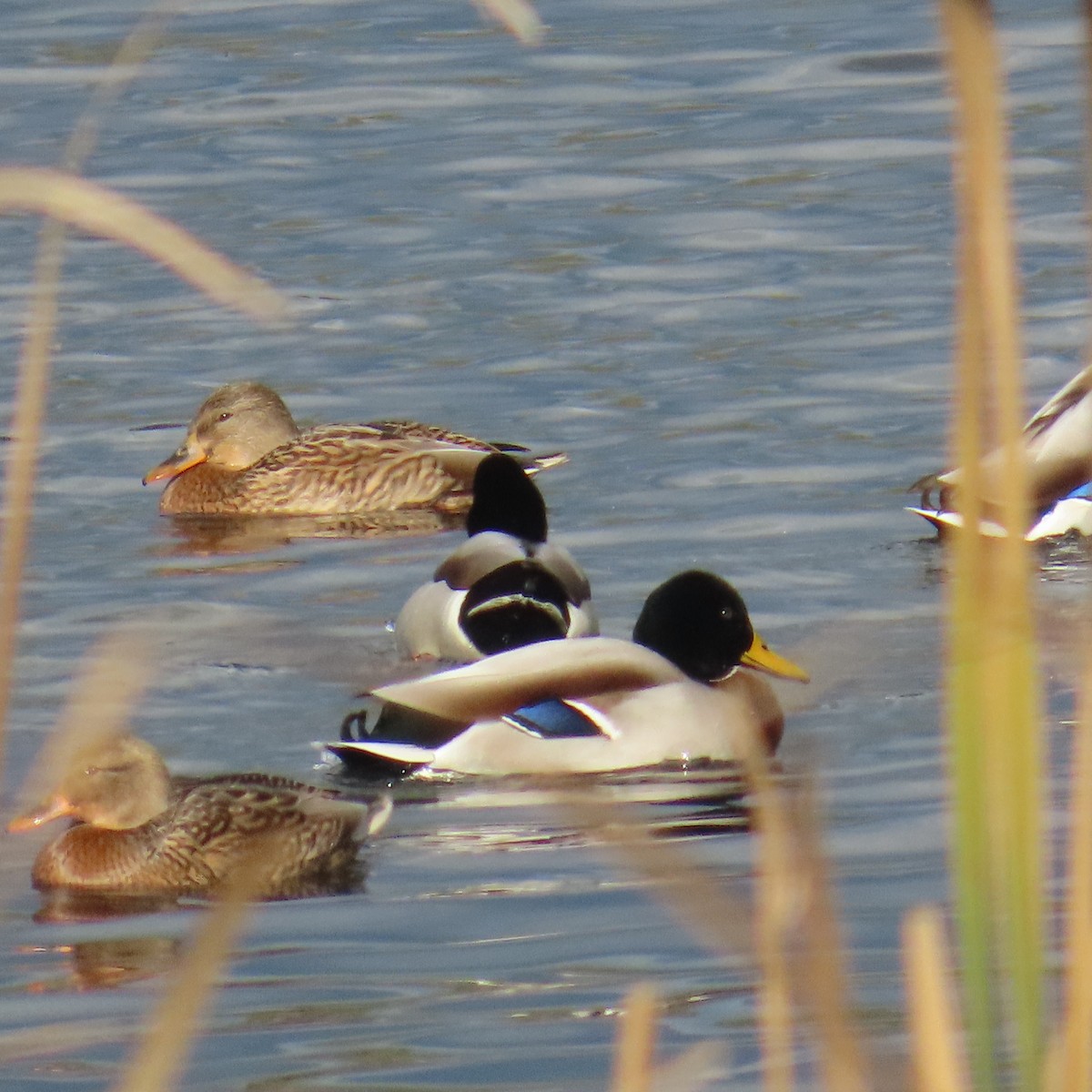 Mallard - ML646363085