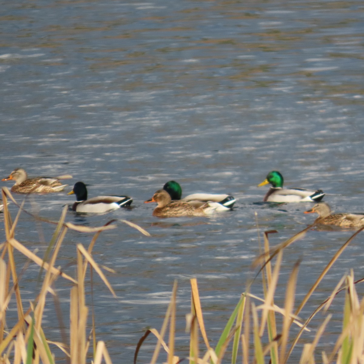 Mallard - ML646363086