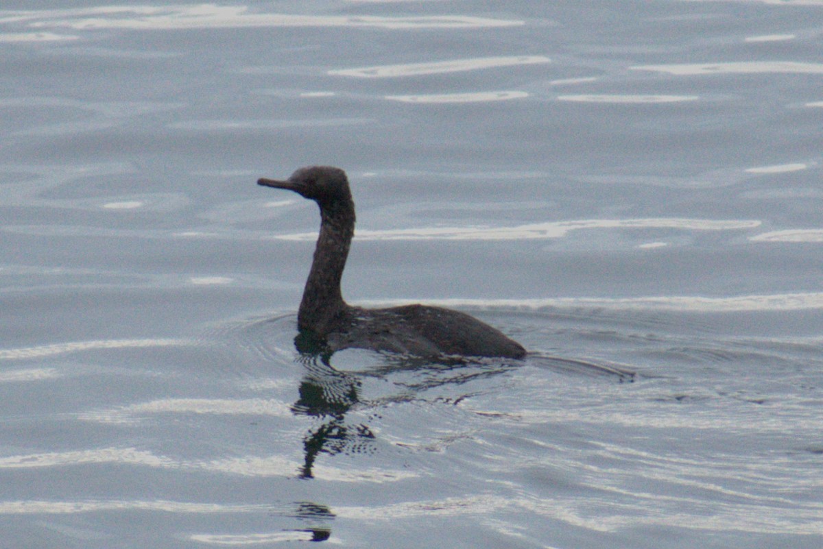 Pelagic Cormorant - ML646363088