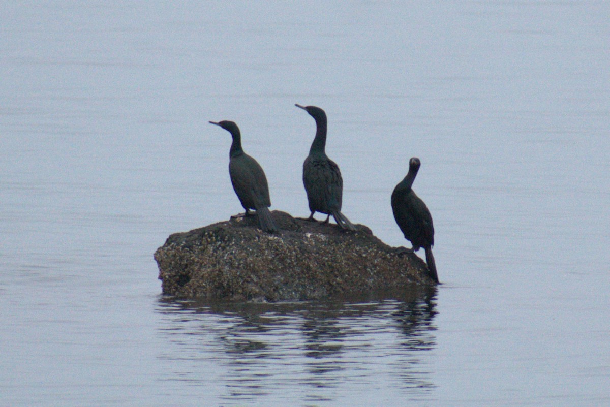 Pelagic Cormorant - ML646363089