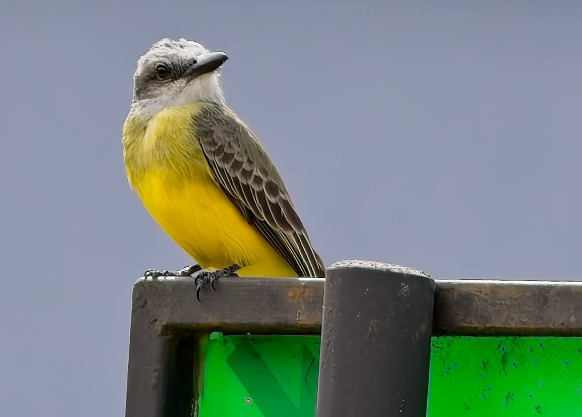 Tropical Kingbird - ML646363090