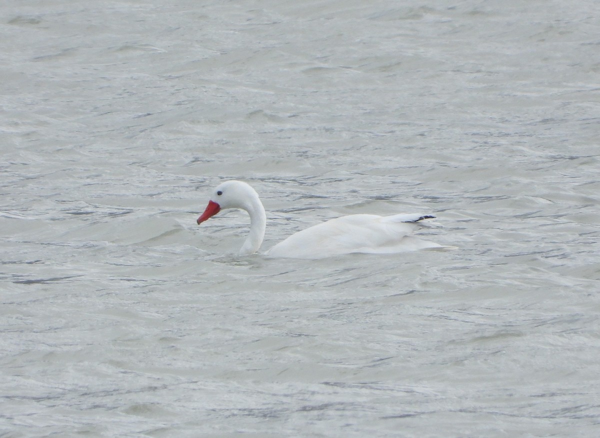Coscoroba Swan - ML646363095