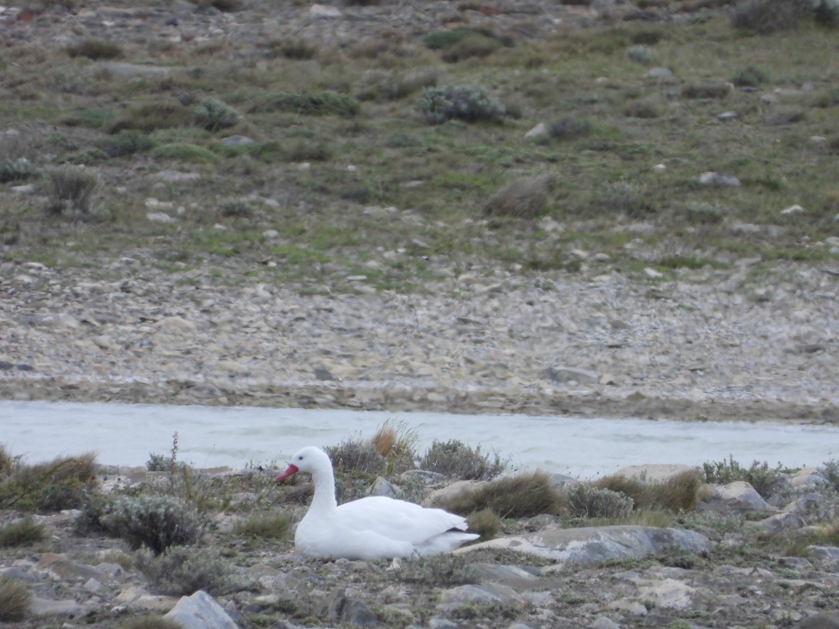 Coscoroba Swan - ML646363096