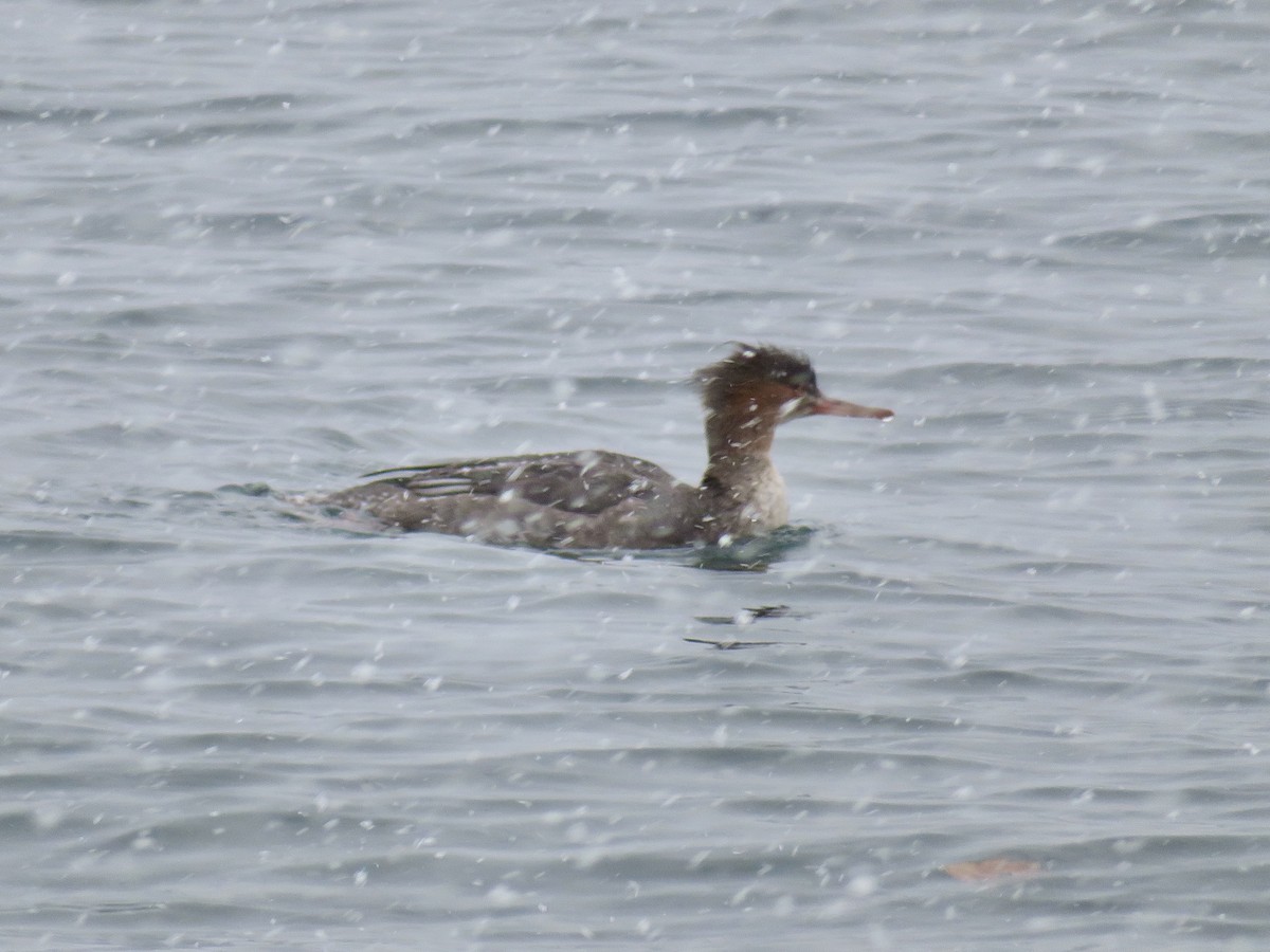 Red-breasted Merganser - ML646363098