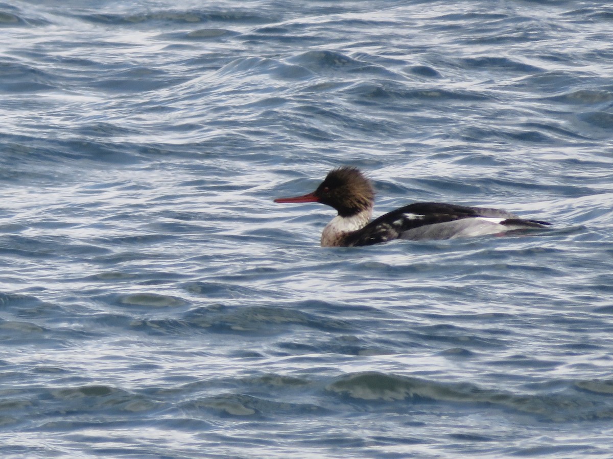 Red-breasted Merganser - ML646363099