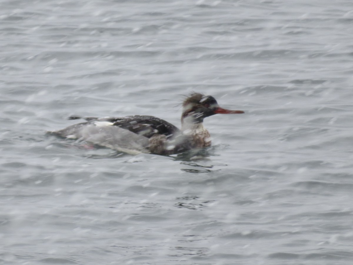 Red-breasted Merganser - ML646363100