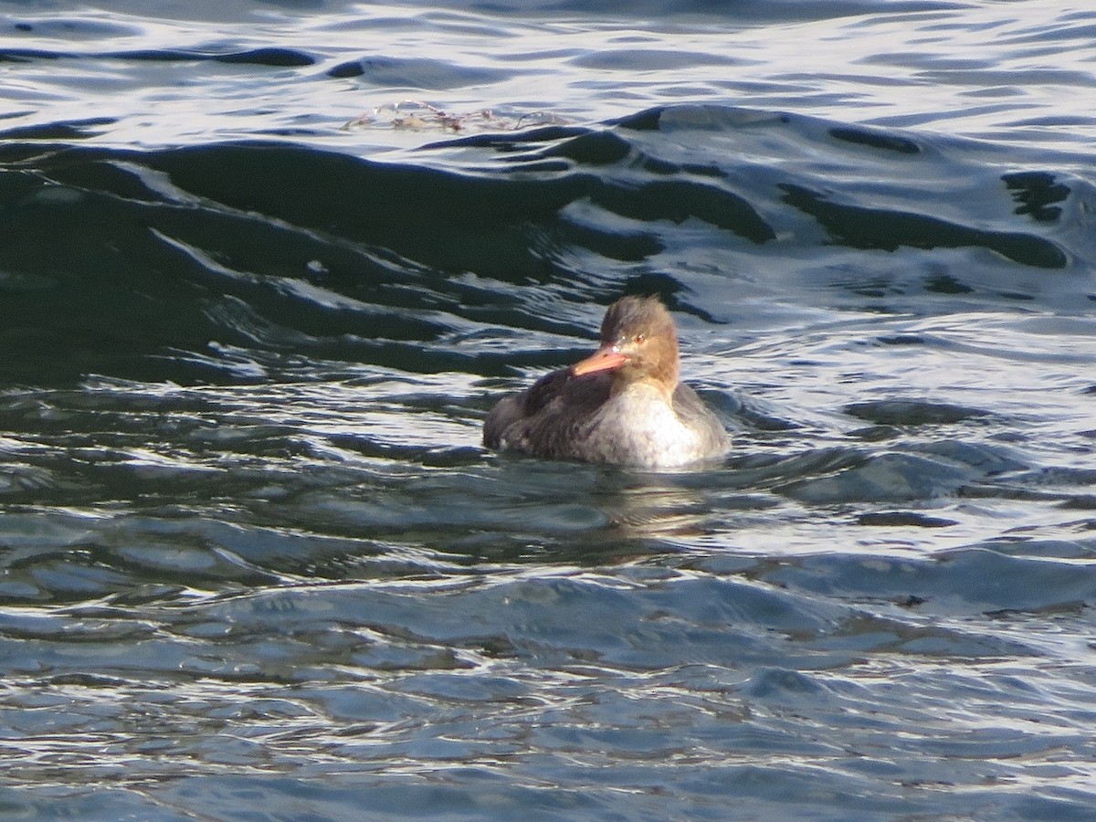 Red-breasted Merganser - ML646363101