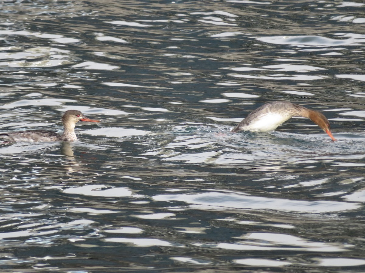 Red-breasted Merganser - ML646363102
