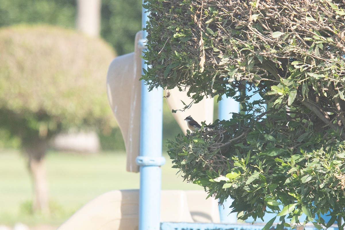 Bay-backed Shrike - ML646363104