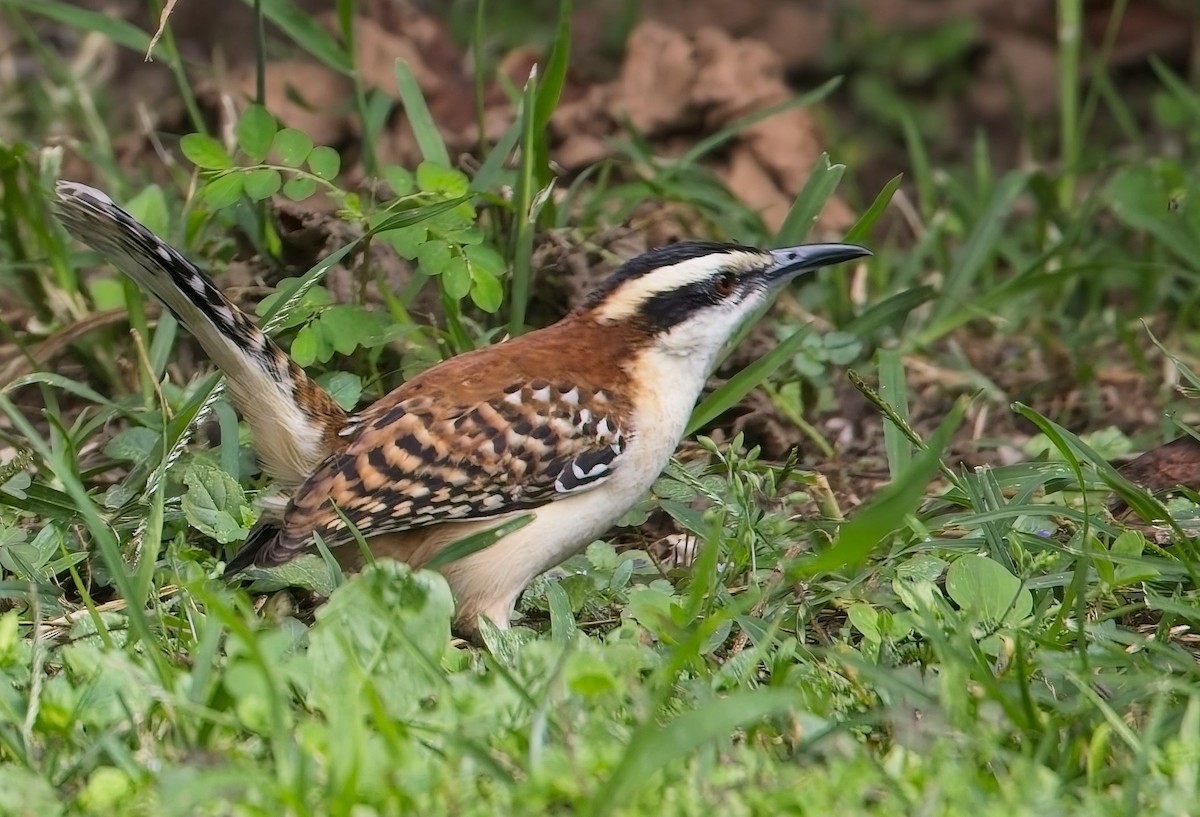 Rufous-backed Wren - ML646363106