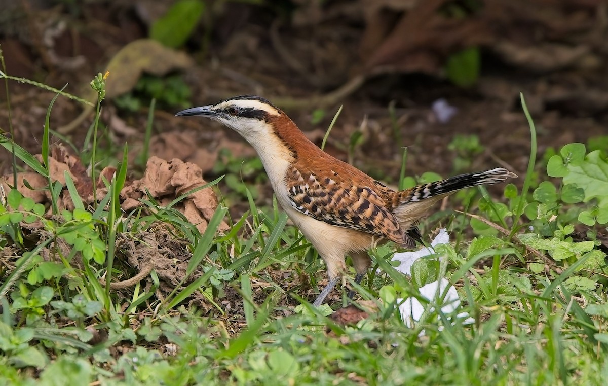 Rufous-backed Wren - ML646363107