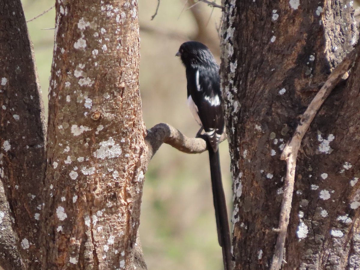 Magpie Shrike - ML646363108