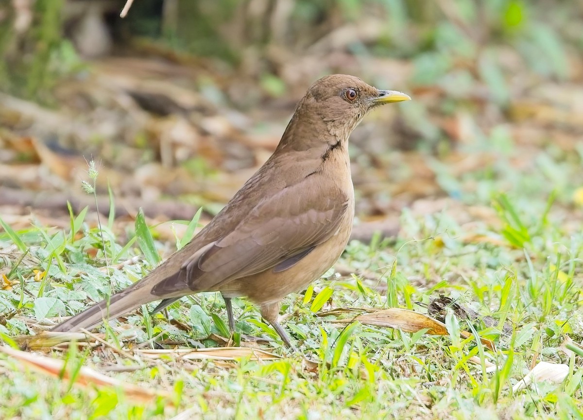 Clay-colored Thrush - ML646363110