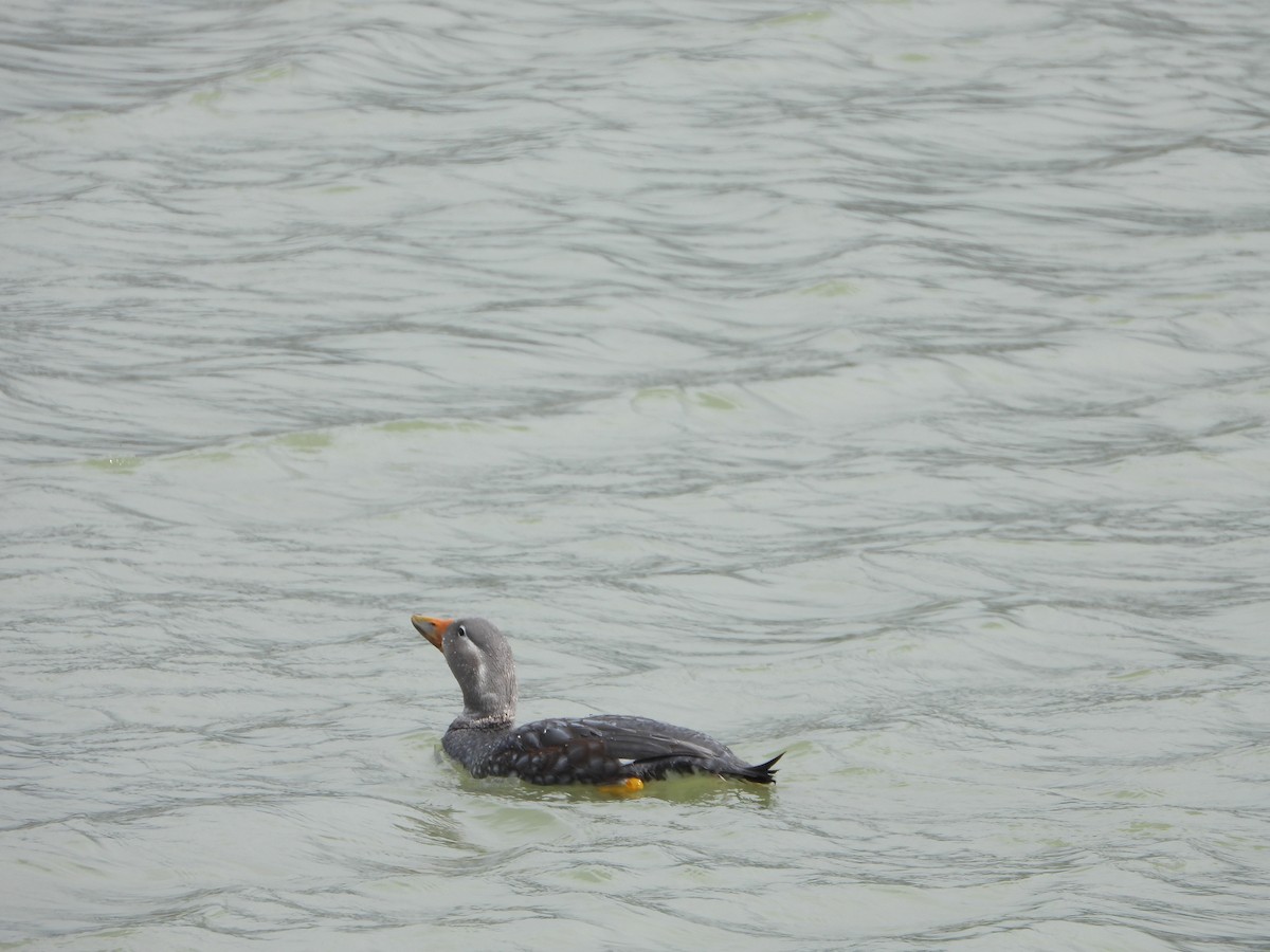 Flying Steamer-Duck - ML646363111