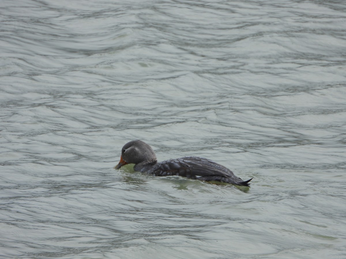 Flying Steamer-Duck - ML646363113