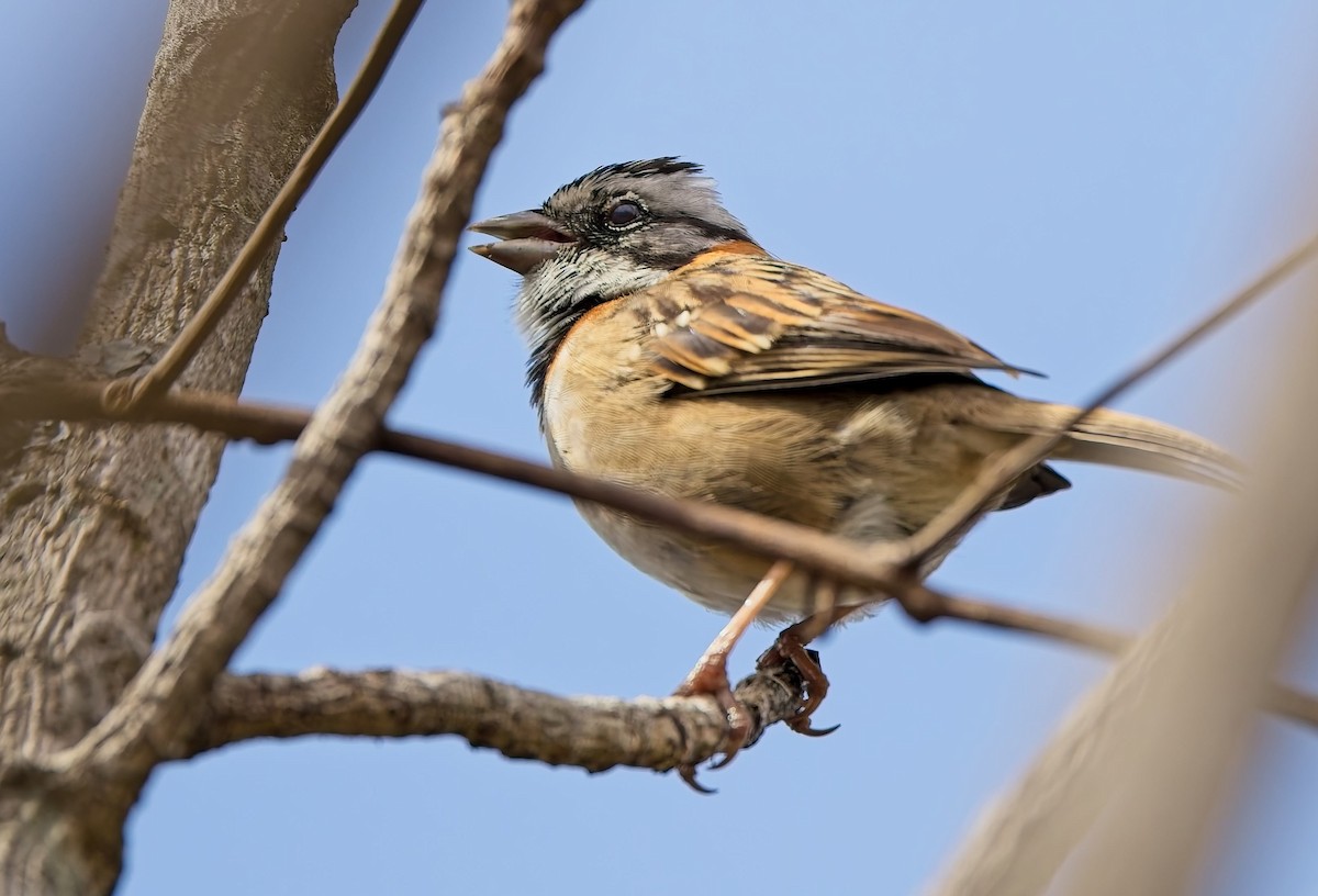 Rufous-collared Sparrow - ML646363115