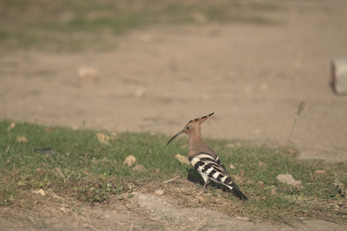 ヤツガシラ - ML646363116