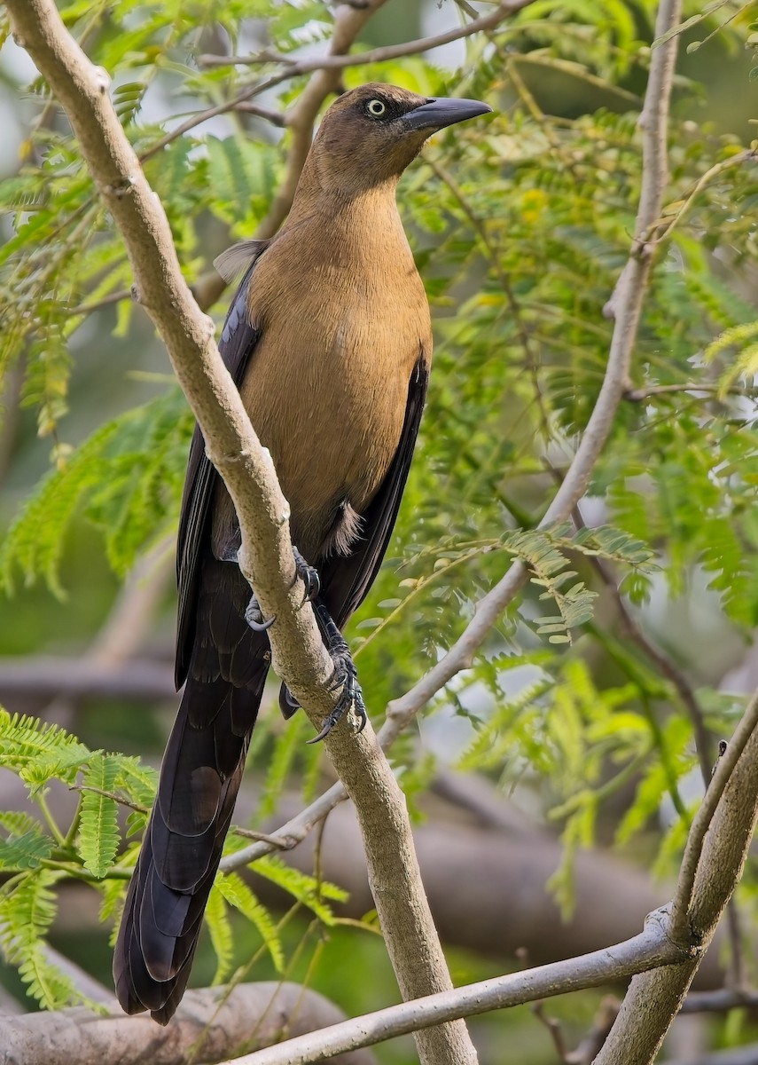 Great-tailed Grackle - ML646363119