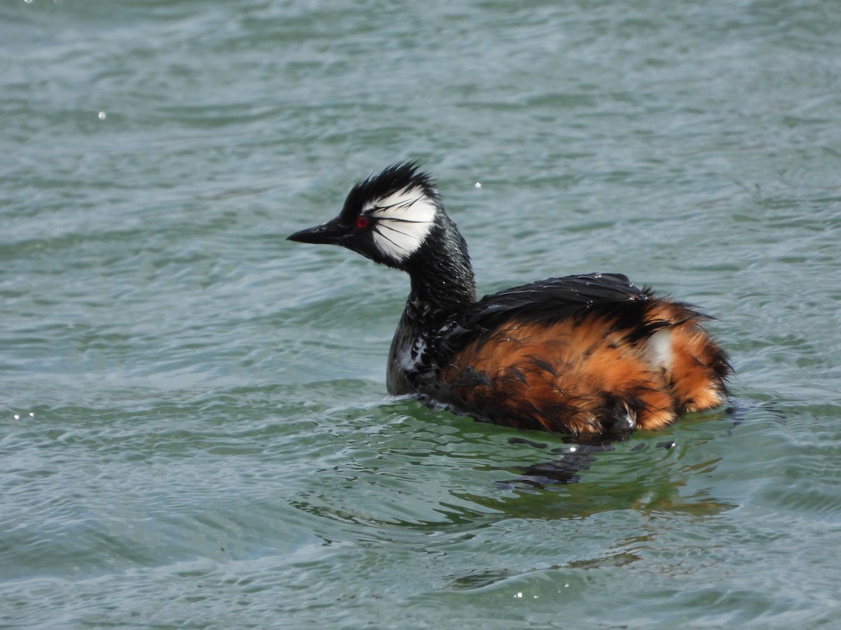 White-tufted Grebe - ML646363121