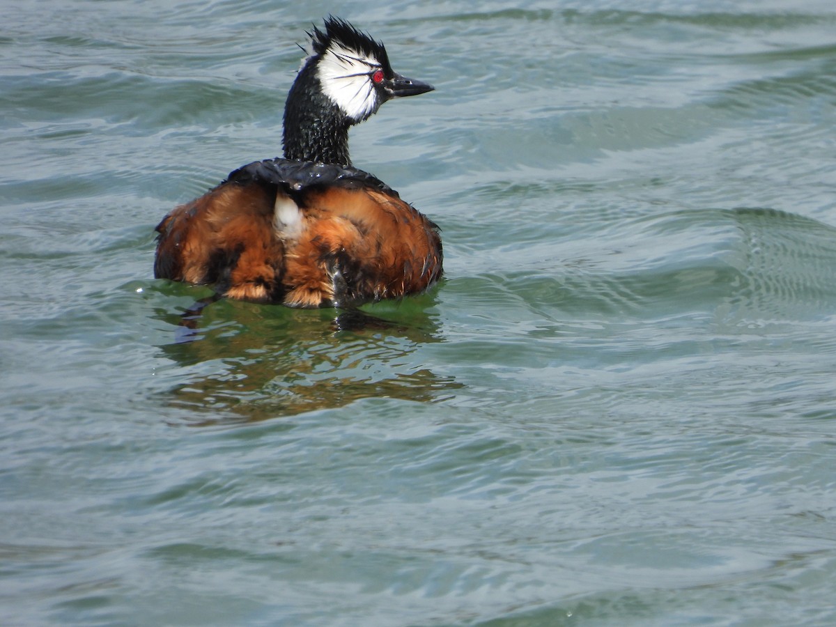 White-tufted Grebe - ML646363124