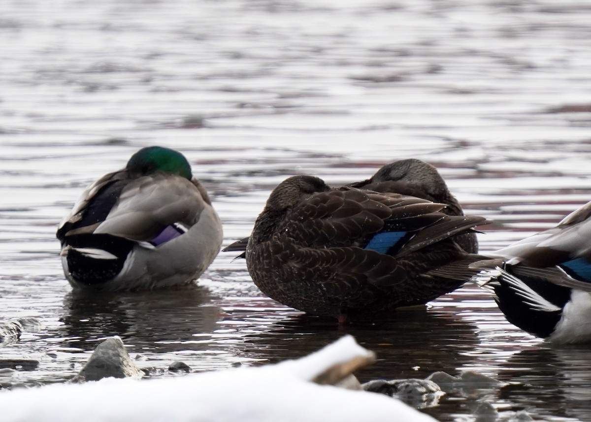 American Black Duck - ML646363127