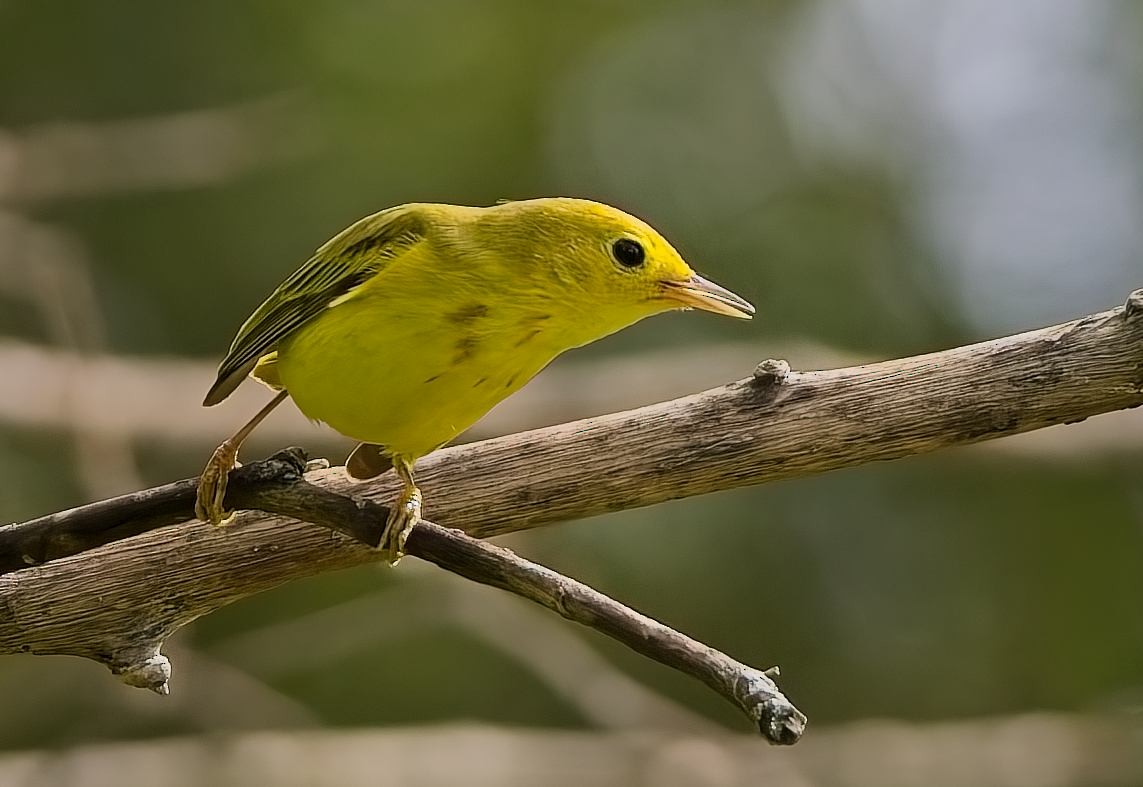 Northern Yellow Warbler - ML646363128