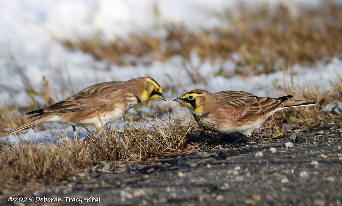 Horned Lark - ML646363129