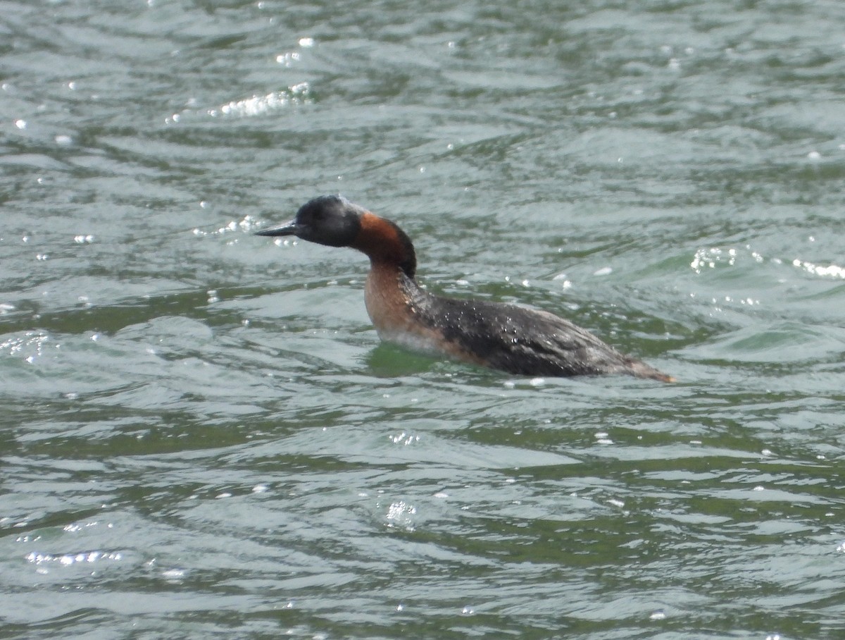 Great Grebe - ML646363130