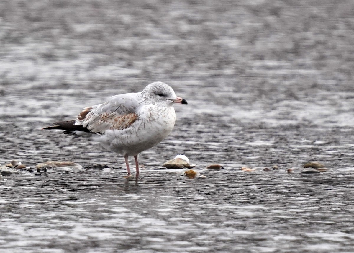 Ring-billed Gull - ML646363133