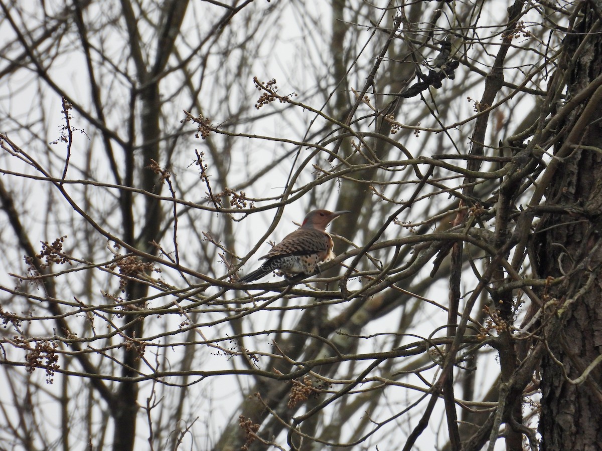 Northern Flicker - ML646363139