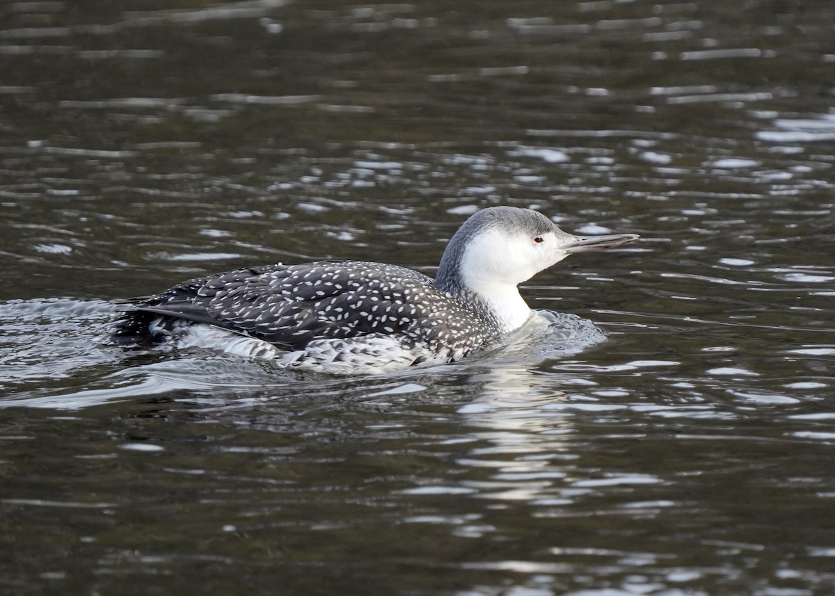 紅喉潛鳥 - ML646363143