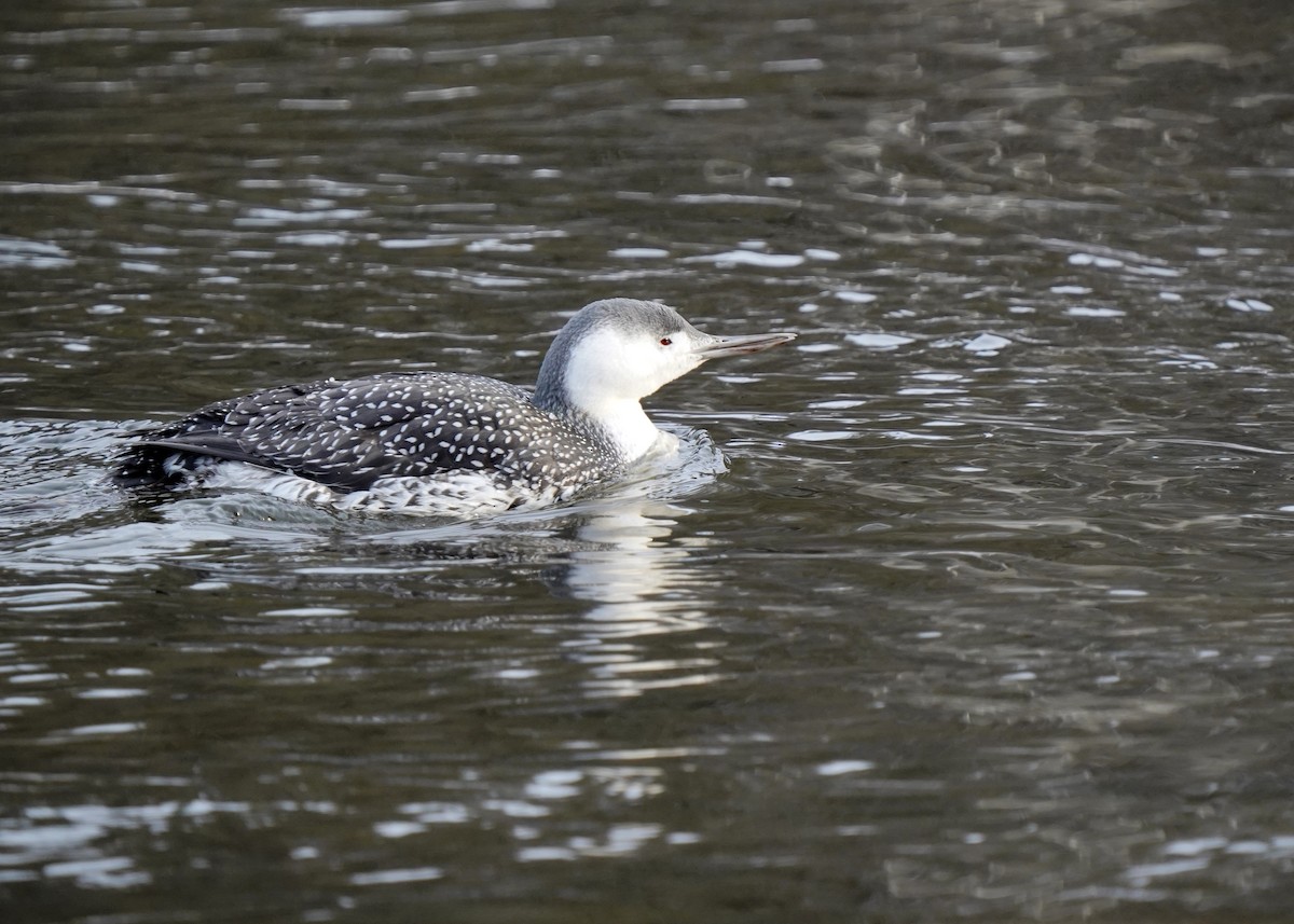 紅喉潛鳥 - ML646363144