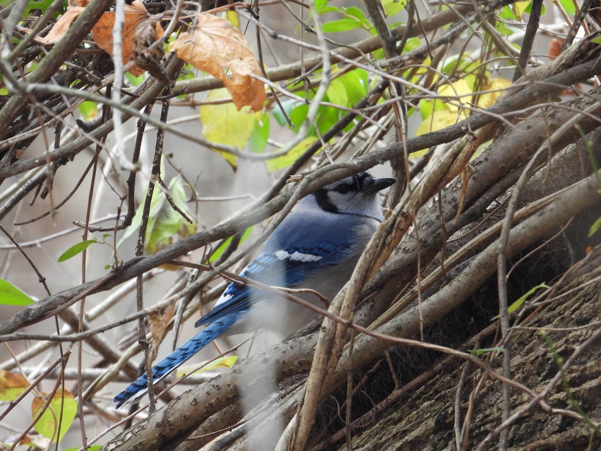 Geai bleu - ML646363145