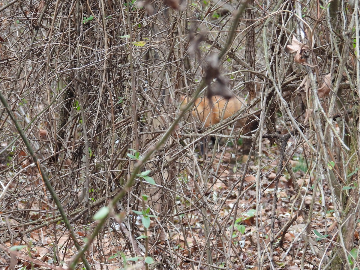 Red Fox - ML646363146