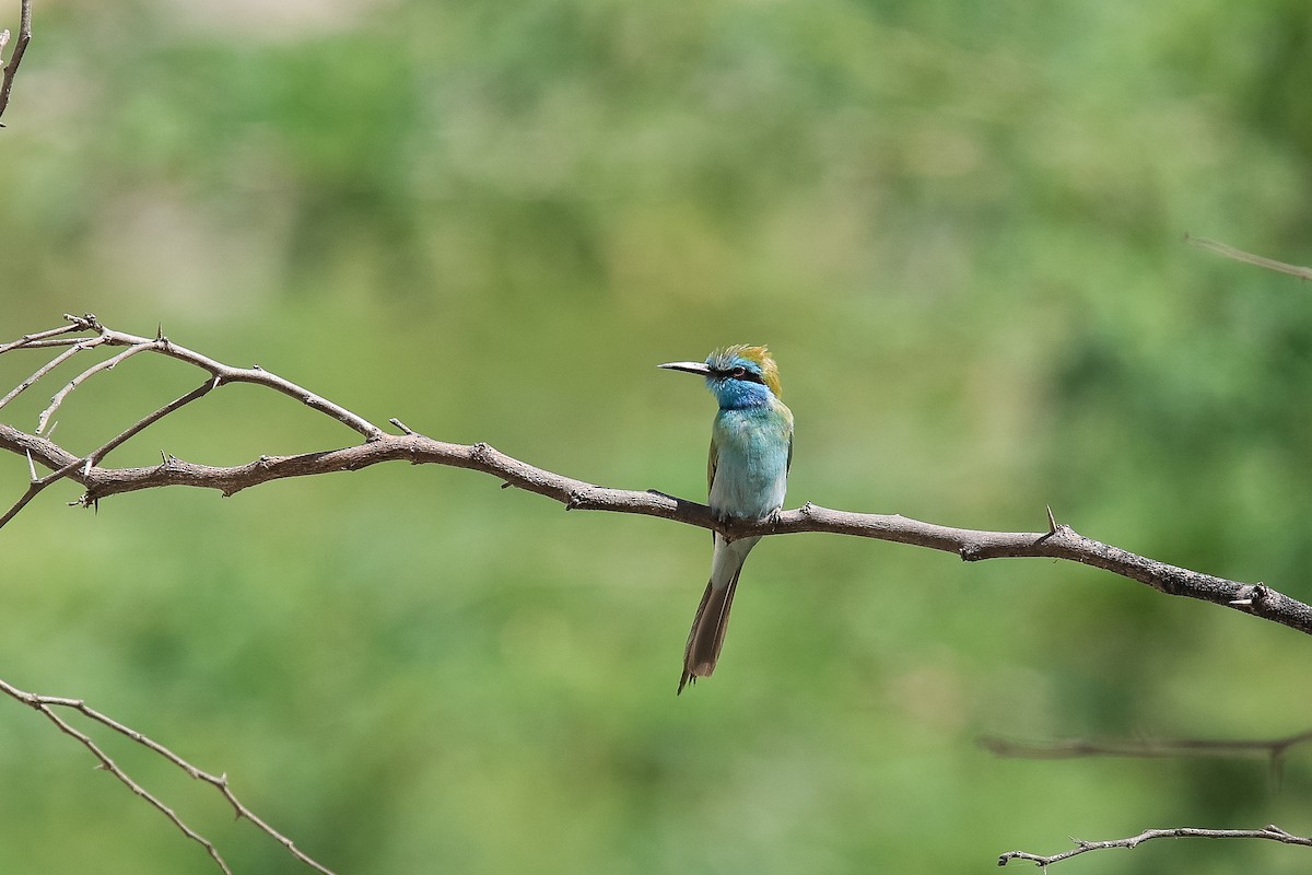 Arabian Green Bee-eater - ML646363147